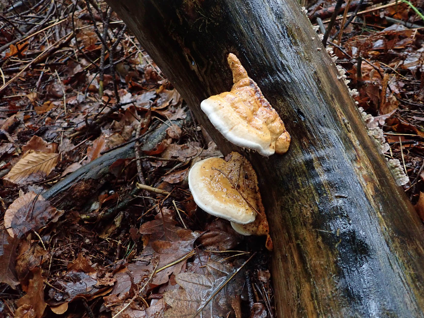 Photo by Penny Cullington Fomitopsis pinicola by Penny Cullington